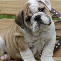 Fantastic Quality English Bulldog Puppies