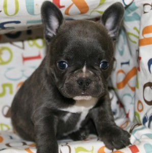 Beautiful French Bulldog Puppies