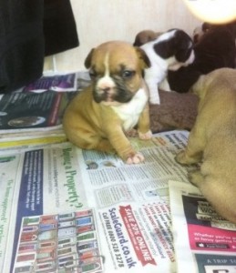 Cute French Bulldog Puppies