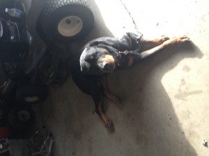 Free to a good home! Beautiful Rottweiler!