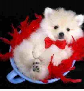 Lovely Teacup Pomeranian Puppies