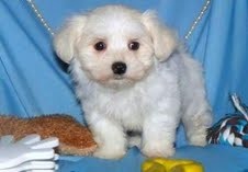 Intelligent Teacup Maltese Puppies