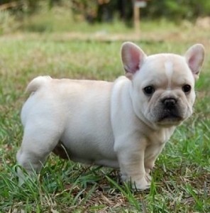 Outstanding French Bulldog Puppies