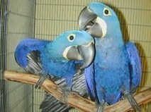 Hyacinth Macaw Parrots for Sale