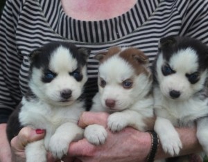 Well-socialized Siberian Husky