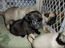 Well Socialized Pug Pups