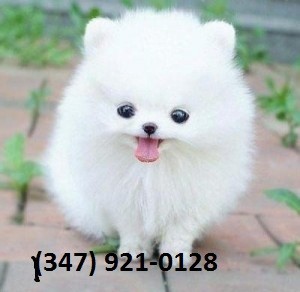 Beautiful Pom Pups for Adoption