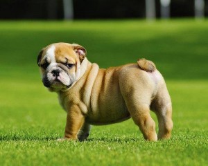 Wrinkly English Bulldog Puppies