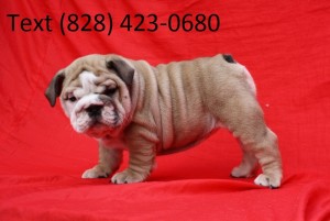 Awesome English Bullies Available