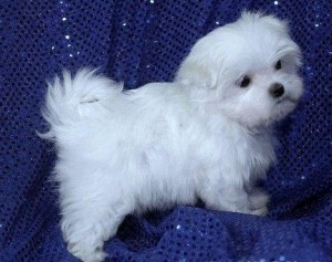 White male and female Maltese Puppies
