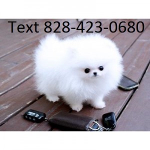 Teacup AKC Pomeranian for Adoption