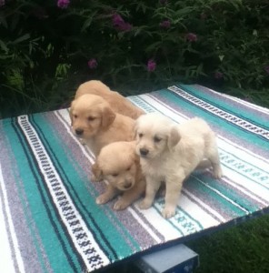 Energetic Golden Retriever Puppies