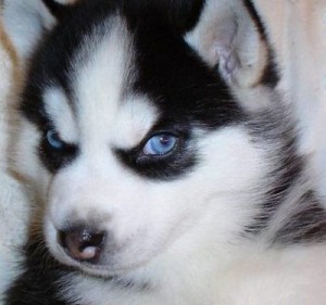 Beautiful Siberian Husky