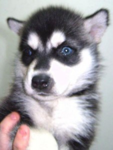 Beautiful Siberian Husky Puppies For Sale