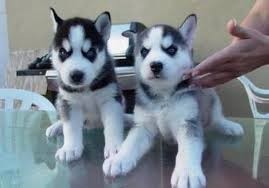 Two Siberian Husky Puppies For Re-homing