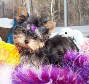 2 Teacup Yorkies