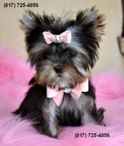 AKC/CKC Registered Tiny Teacup Yorkie Puppies