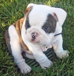 Adorable Little Scotte English Bulldog