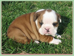 Purebred English Bulldog Puppies