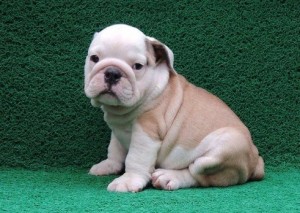 Cute English Bulldog Puppies