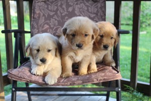 Golden Retriever Puppies