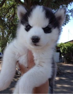 Purebred Siberian Husky