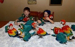 Parrots and Eggs for Sale