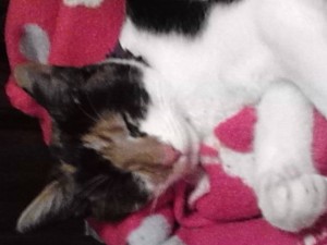 REWARD LOST CAT