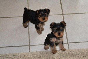 Male Yorkie for Adoption