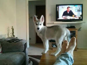 Pedigree Siberian Husky Puppies