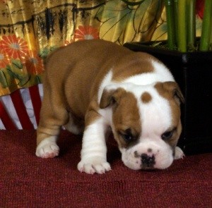 English Bulldog Pups for Adoption