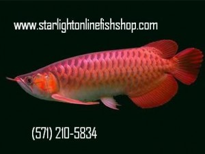 Crossback Golden Arowana and Other Arowana Species