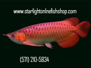 Charming Arowana Fishes