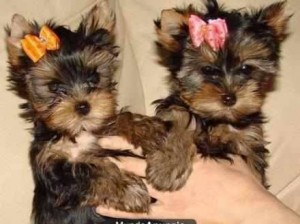 Yorkshire terrier puppies