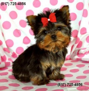 AKC Yorkie