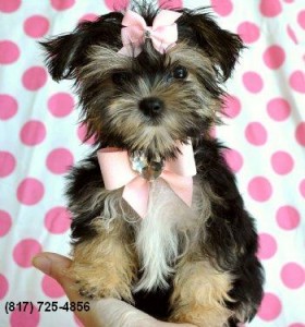 Male and Female Pure Bred Yorkshire Terrier