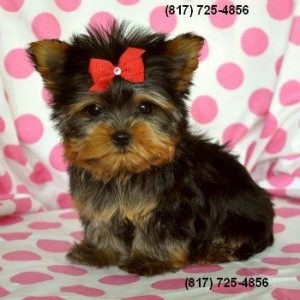 Male and female Teacup Yorkie Available