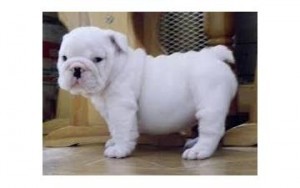 Purebred Breed English Bulldog Buppies