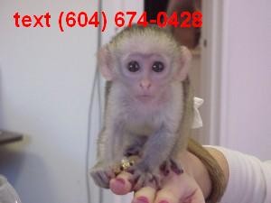 Lovely Capuchin Monkeys for Adortion