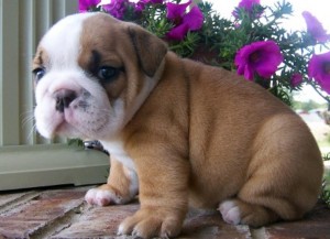 English bulldog Puppies for Sale