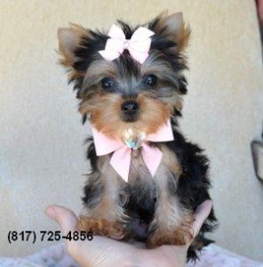 Super tiny teacup male Yorkie puppy