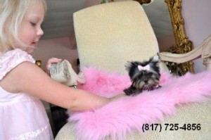 AKC Yorkshire Terrier (Yorkie) Puppies