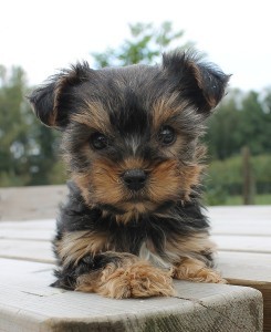 Teacup Yorkie Available