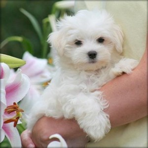 Maltese Puppies for Adoption