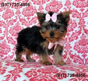 Female Yorkie for Sale