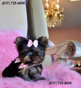 Yorkie Puppies