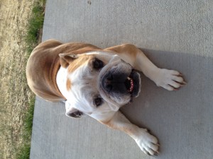 Purebred English Bulldog