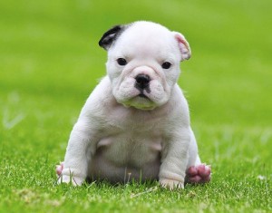 Beautiful English Bulldogs