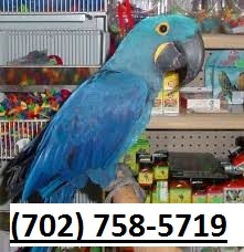 Beautiful Male and Female Hyacinth Macaws