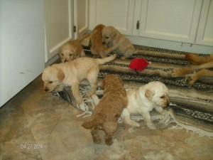 Labradoodle Puppies (Male and Female)